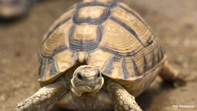 egyptian-tortoise-labeled-700x394