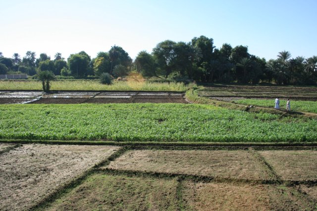 egyptian farming irrigation